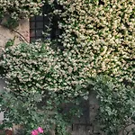 Kır Evi Borgo Argenina *